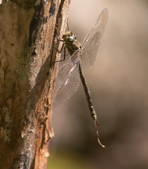 Aeshna canadensis