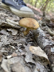 Aureoboletus innixus