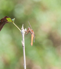 Libellula croceipennis