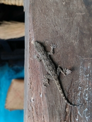 Gekkota
