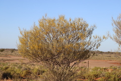 Acacia ramulosa linophylla
