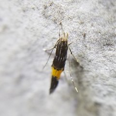 Cosmopterigidae