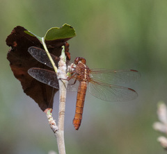 Libellula croceipennis