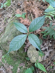 Sarcandra glabra