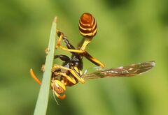 Mischocyttarus mexicanus cubicola