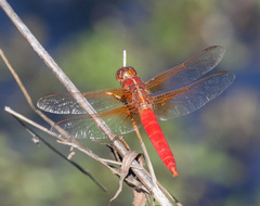 Libellula croceipennis