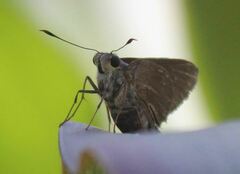 Asbolis capucinus