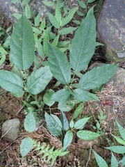 Heptapleurum heptaphyllum