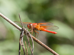 Libellula croceipennis