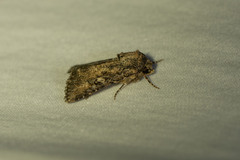 Protorthodes