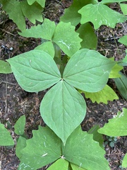 Trillium ovatum