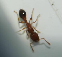 Tetramorium bicarinatum