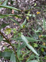 Myoporum acuminatum