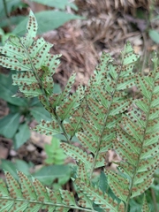 Arachniodes aristata