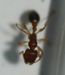 Tetramorium bicarinatum
