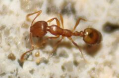 Monomorium pharaonis