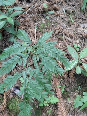 Arachniodes aristata