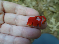 Calostoma cinnabarinum