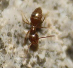 Brachymyrmex obscurior