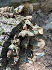 Stereum subtomentosum