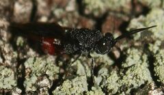 Phasgonophora sulcata