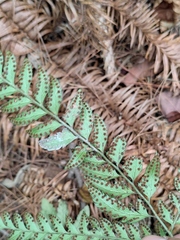 Arachniodes aristata