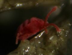 Trombidioidea