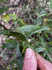 Myoporum acuminatum