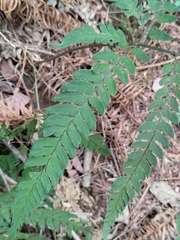 Arachniodes aristata