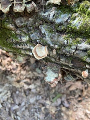 Stereum subtomentosum