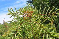 Sorbus americana
