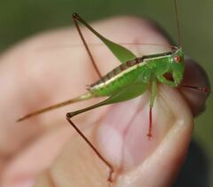 Odontoxiphidium apterum