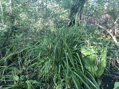 Carex pendula