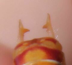 Odontoxiphidium apterum