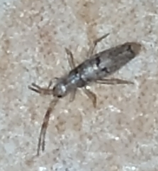 Entomobryidae
