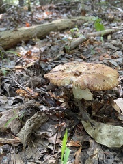 Russula compacta