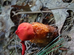 Calostoma cinnabarinum