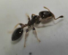 Xenomyrmex floridanus
