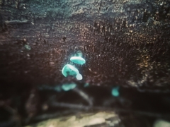Chlorociboria aeruginascens