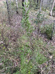 Persoonia sericea