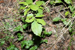 Mallotus claoxyloides