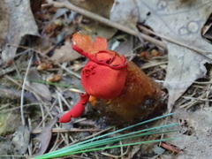 Calostoma cinnabarinum