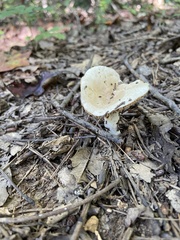 Russula compacta