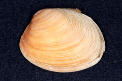 Venerupis largillierti