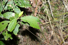 Mallotus claoxyloides