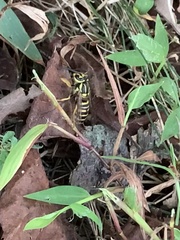 Vespula squamosa