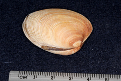 Venerupis largillierti