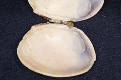 Venerupis largillierti