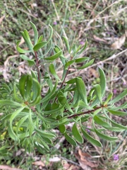 Persoonia sericea