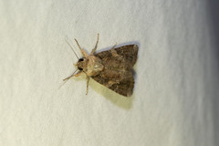 Spodoptera frugiperda